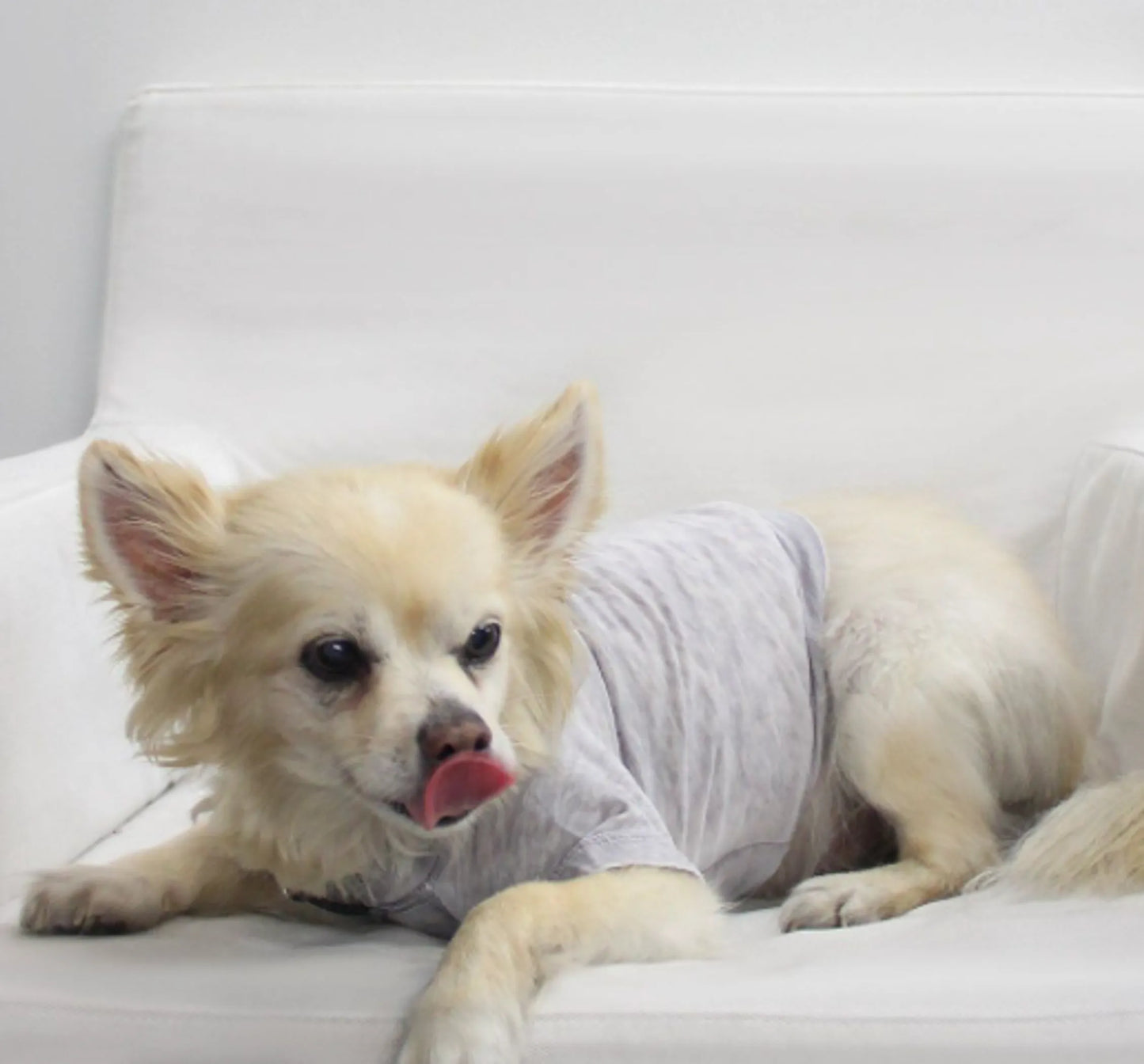 Pet Tee for dogs and cats