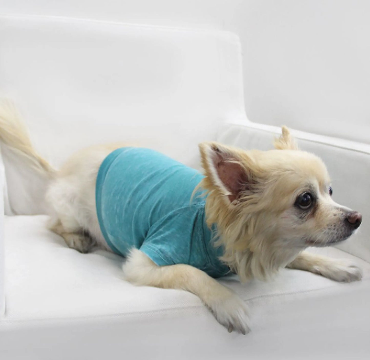 Pet Tee for dogs and cats
