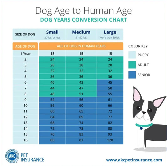 Cat & Dog Age vs Human Age: What It Really Means for Your Pet’s Lifespan