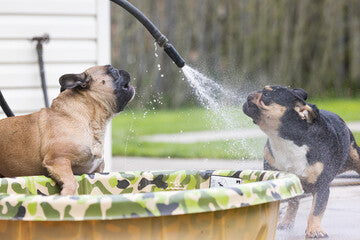 The Complete Guide to Pet Heat Safety