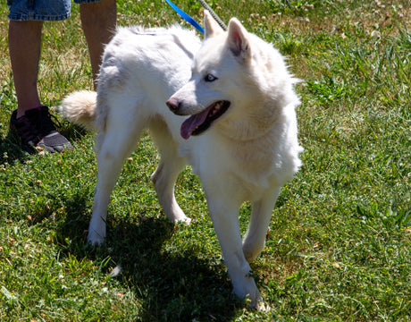 🐾 Paws of Love - Why We Give: The Heart Behind Every Purchase