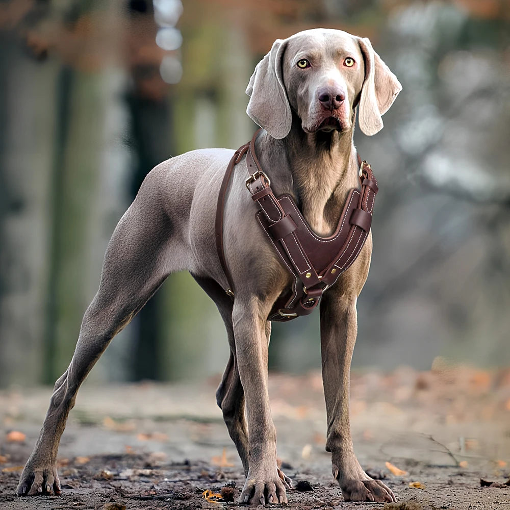 Genuine leather Dog Harness Super Strong Big Large Dogs Harness Vest Real Leather Harness for Medium Large Dogs Pitbull Bulldog