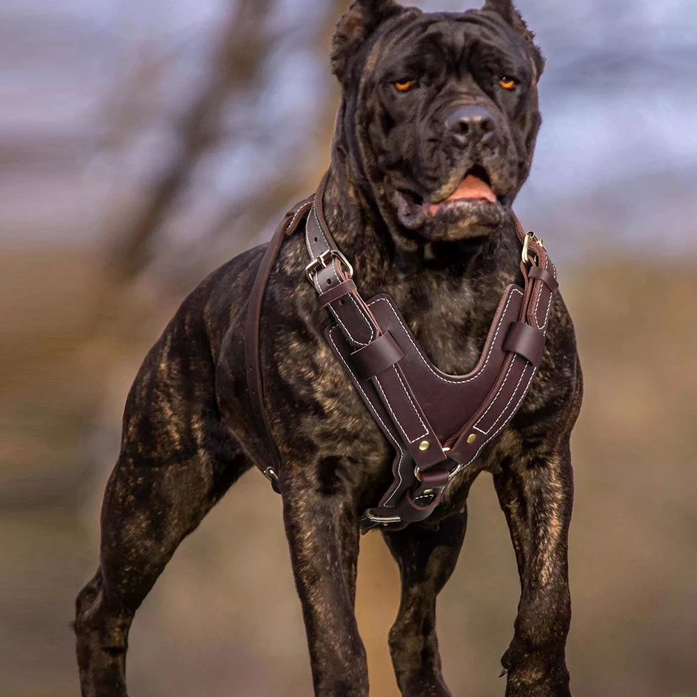 Genuine leather Dog Harness Super Strong Big Large Dogs Harness Vest Real Leather Harness for Medium Large Dogs Pitbull Bulldog