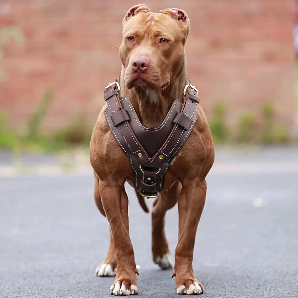 Genuine leather Dog Harness Super Strong Big Large Dogs Harness Vest Real Leather Harness for Medium Large Dogs Pitbull Bulldog